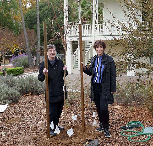 Jim Beseau's Tree at the Casa Grande, 11/22/24